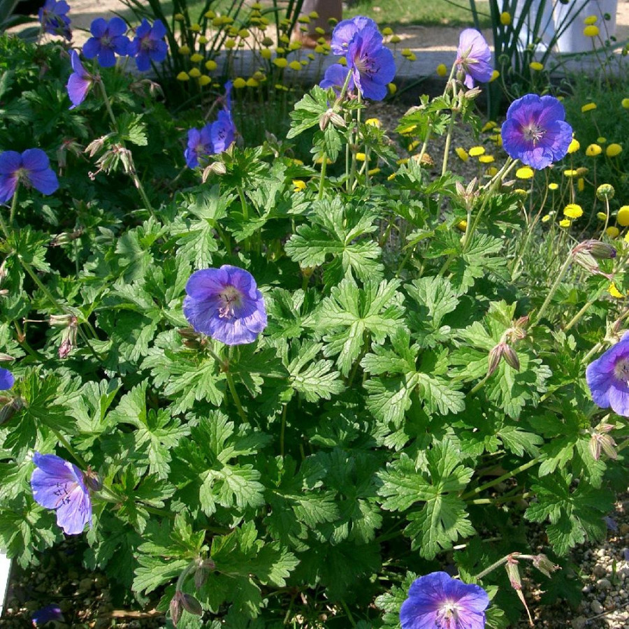 Plantes Vivaces GERANIUM himalayense - Géranium vivace de l'Himalaya en vente - Bec de Grue en vente - Pépinière Lepage .