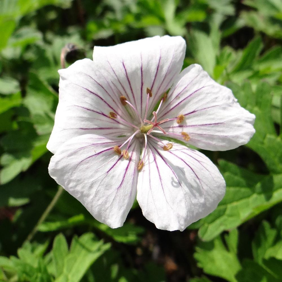 Plantes Vivaces GERANIUM himalayense 'Derrick Cook' - Géranium vivace de l'Himalaya en vente - Bec de Grue en vente - Pépinière 
