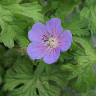GERANIUM himalayense 'Gravetye'