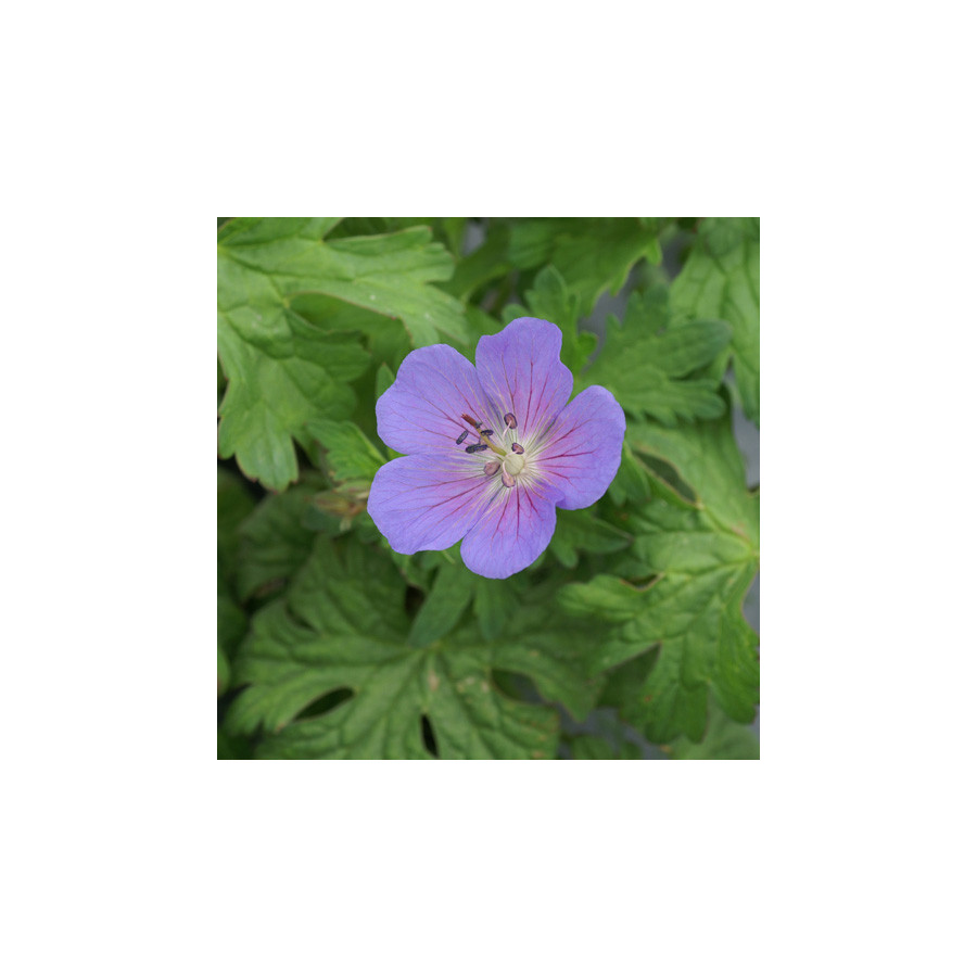 Plantes Vivaces GERANIUM himalayense 'Gravetye' - Géranium vivace de l'Himalaya en vente -  Bec de Grue en vente - Pépinière Lep