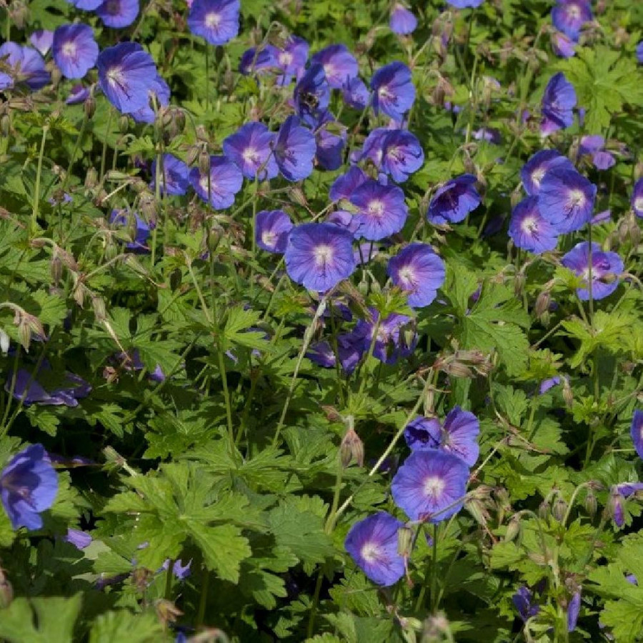 Plantes Vivaces GERANIUM himalayense 'Gravetye' - Géranium vivace de l'Himalaya en vente -  Bec de Grue en vente - Pépinière Lep