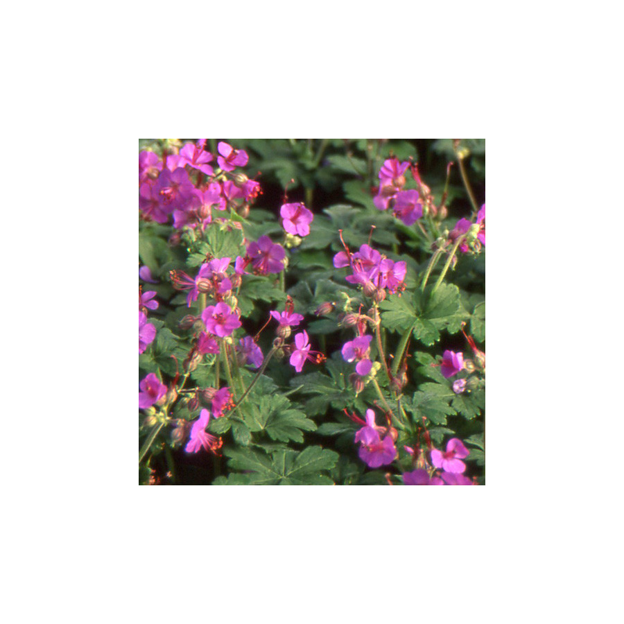 Plantes Vivaces GERANIUM macrorrhizum - Géranium des Balkans en vente - Géranium vivace en vente - Pépinière Lepage .