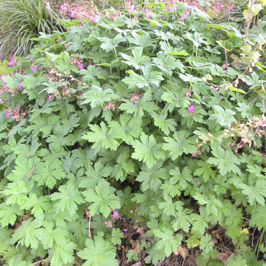 Plantes Vivaces GERANIUM macrorrhizum - Géranium des Balkans en vente - Géranium vivace en vente - Pépinière Lepage .