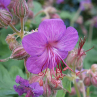 Plantes Vivaces GERANIUM macrorrhizum - Géranium des Balkans en vente - Géranium vivace en vente - Pépinière Lepage .