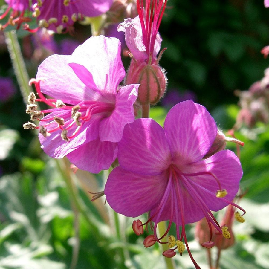 Plantes Vivaces GERANIUM macrorrhizum 'Bevan's Variety' - Géranium des Balkans en vente - Géranium vivace en vente - Pépinière L