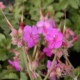 plantes-vivaces-geranium-macrorrhizum-ingwersen-s-variety-geranium-des-balkans-en-vente-geranium-vivace-en-vente-pepiniere-lepag