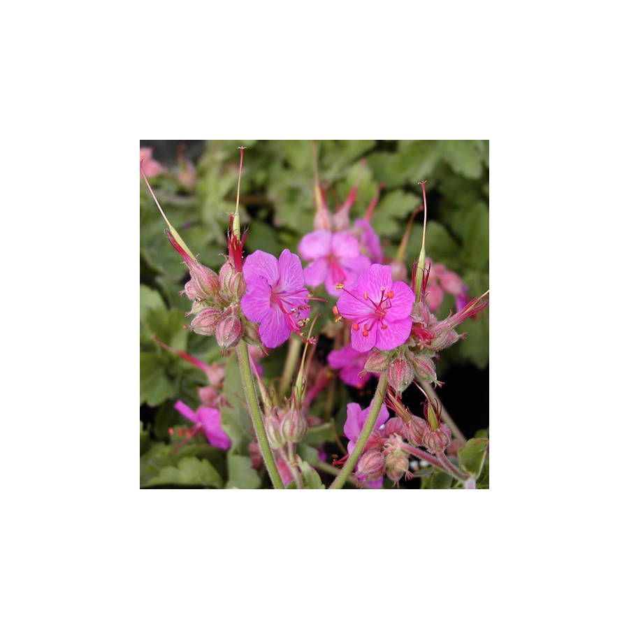 Plantes Vivaces GERANIUM macrorrhizum 'Ingwersen's Variety' - Géranium des Balkans en vente - Géranium vivace en vente - Pépiniè