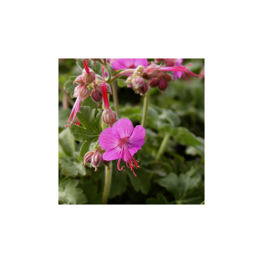 Plantes Vivaces GERANIUM macrorrhizum 'Ingwersen's Variety' - Géranium des Balkans en vente - Géranium vivace en vente - Pépiniè