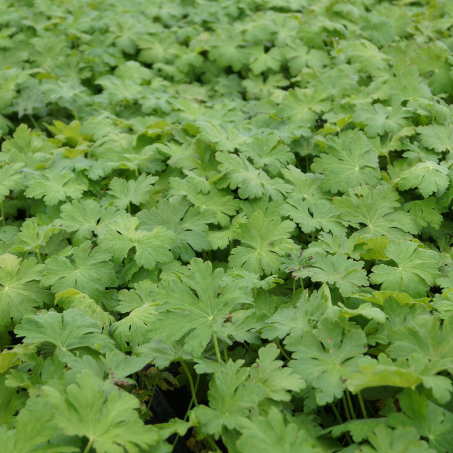 plantes-vivaces-geranium-macrorrhizum-jordis-geranium-des-balkans-en-vente-geranium-vivace-en-vente-pepiniere-lepage-