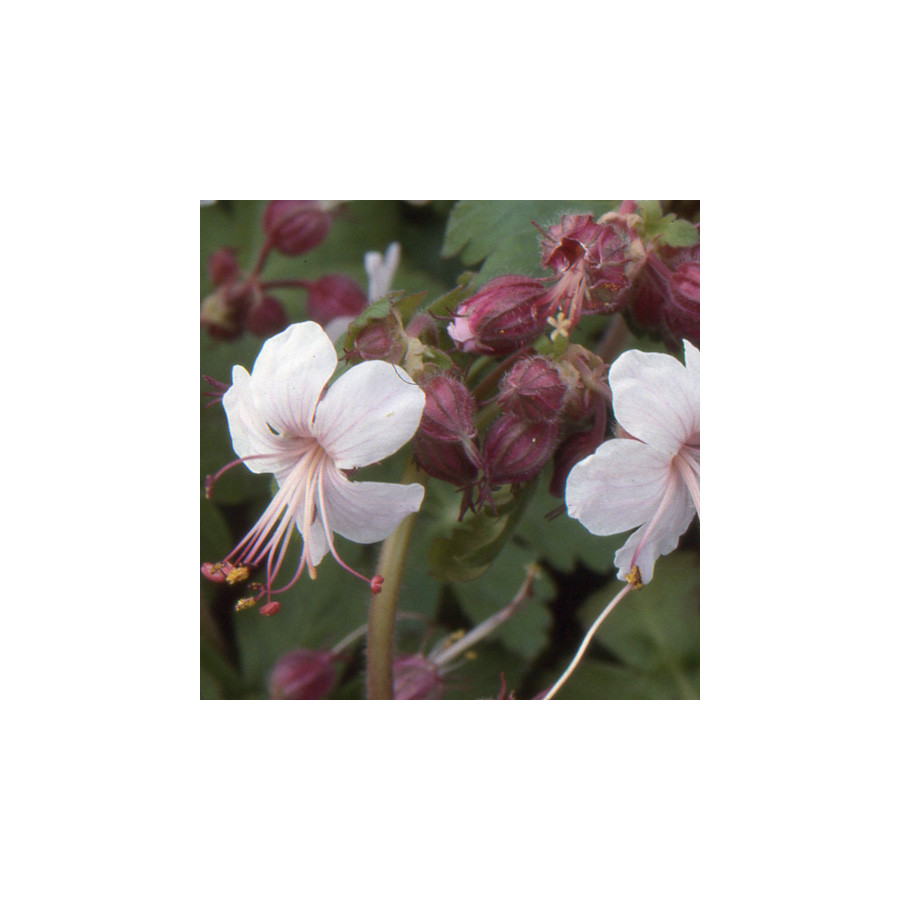 Plantes Vivaces GERANIUM macrorrhizum 'Spessart' - Géranium des Balkans en vente - Géranium vivace en vente - Pépinière Lepage .