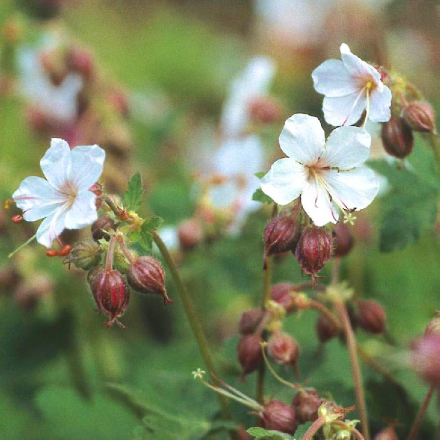 Plantes Vivaces GERANIUM macrorrhizum 'Spessart' - Géranium des Balkans en vente - Géranium vivace en vente - Pépinière Lepage .