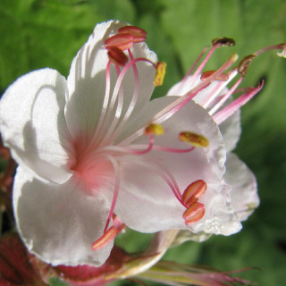 Plantes Vivaces GERANIUM macrorrhizum 'Spessart' - Géranium des Balkans en vente - Géranium vivace en vente - Pépinière Lepage .