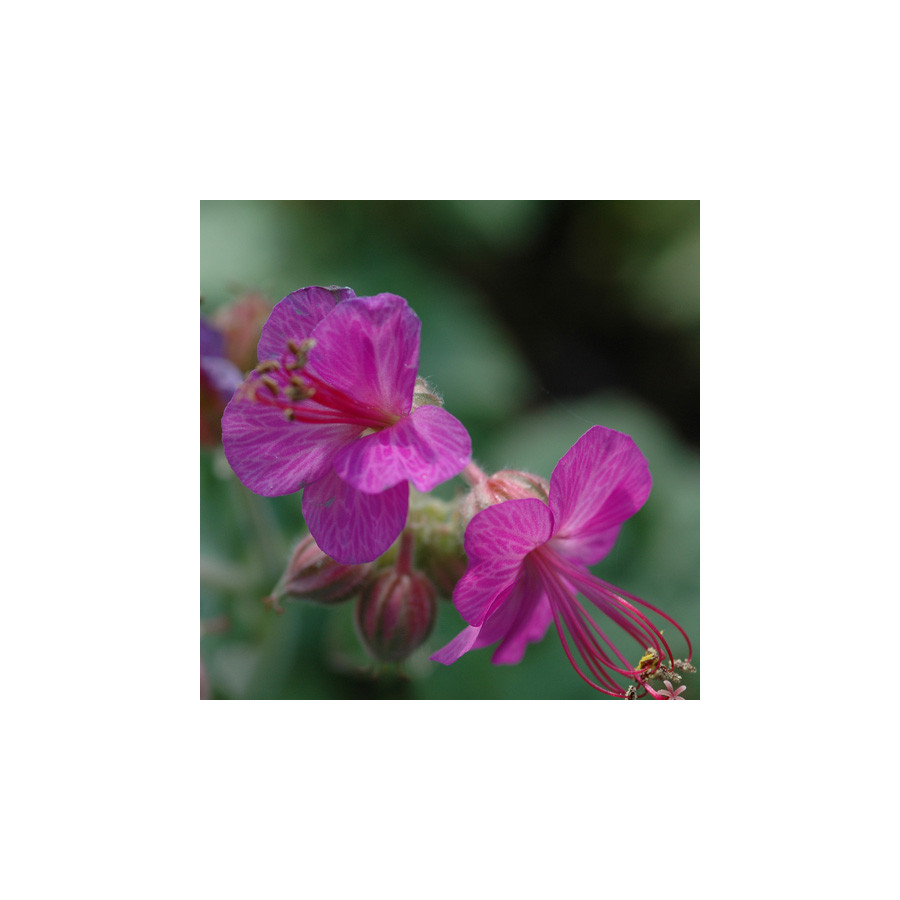 Plantes Vivaces GERANIUM macrorrhizum 'Velebit' (Purpurot) - Géranium des Balkans en vente - Géranium vivace en vente - Pépinièr