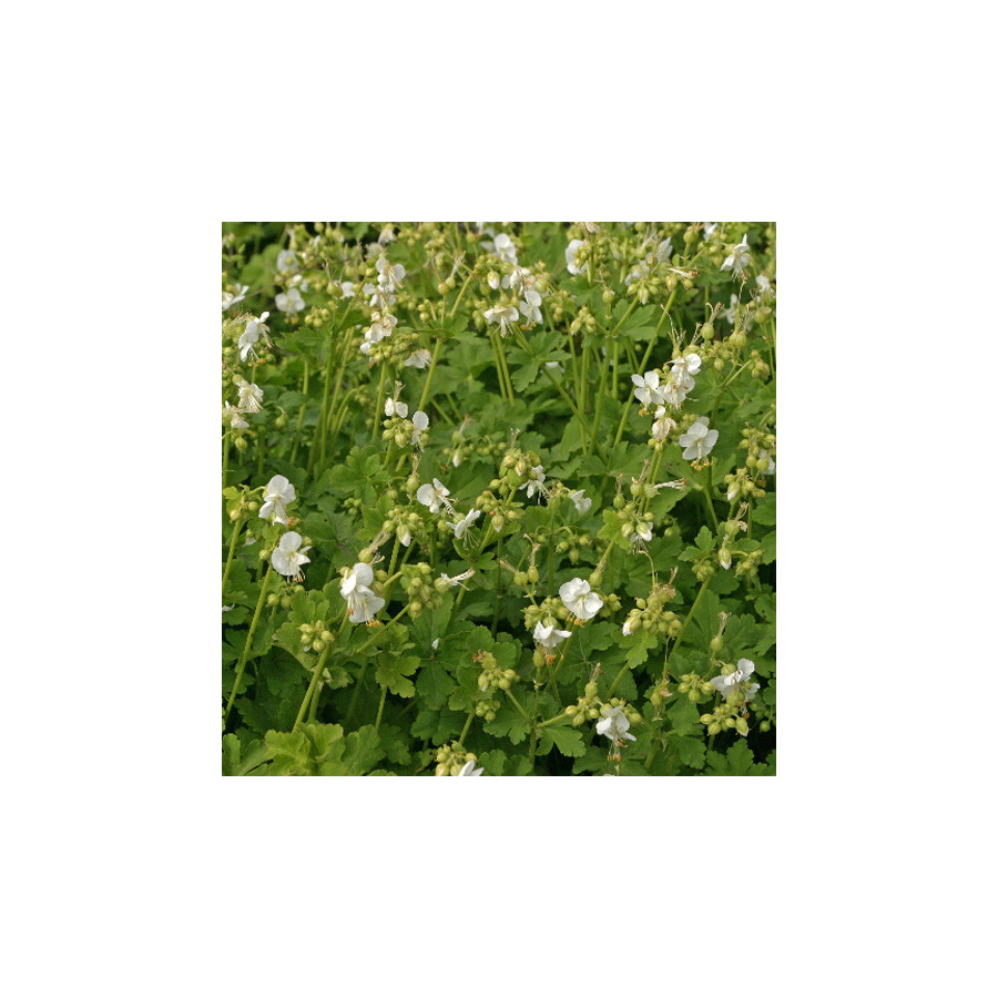 Plantes Vivaces GERANIUM macrorrhizum 'White Ness' - Géranium des Balkans en vente - Géranium vivace en vente - Pépinière Lepage