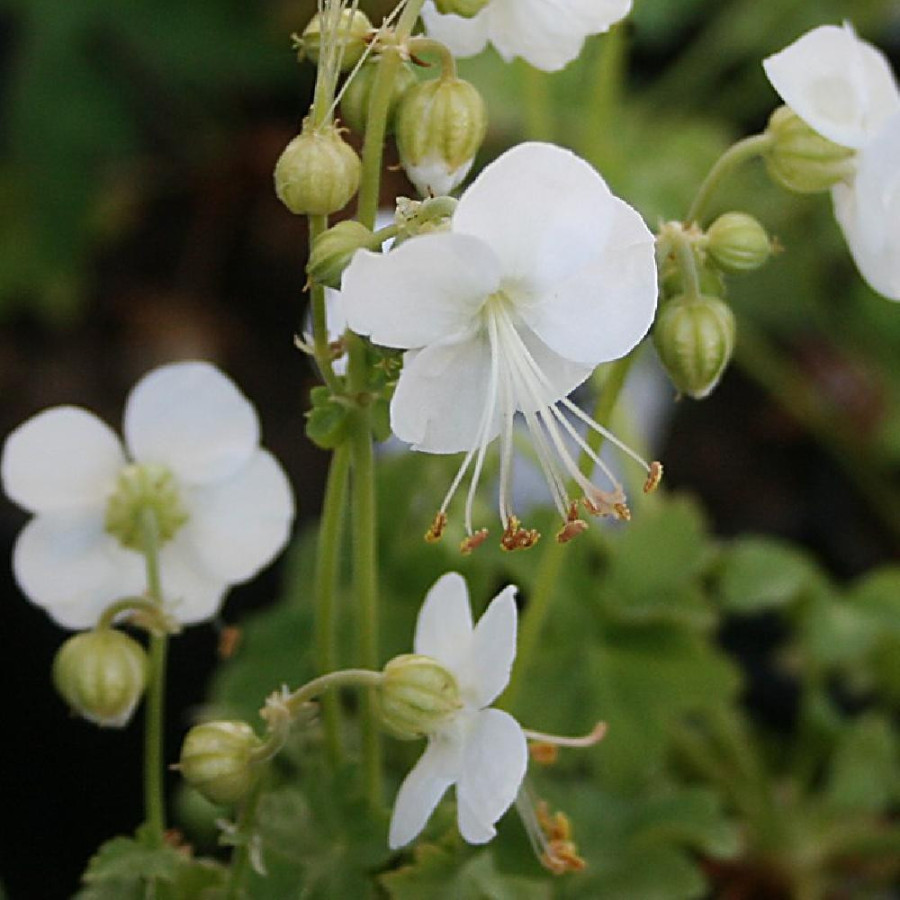 Plantes Vivaces GERANIUM macrorrhizum 'White Ness' - Géranium des Balkans en vente - Géranium vivace en vente - Pépinière Lepage