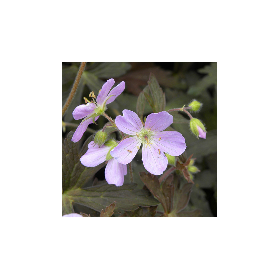 plantes-vivaces-geranium-maculatum-espresso-geranium-vivace-en-vente-bec-de-grue-en-vente-pepiniere-lepage-