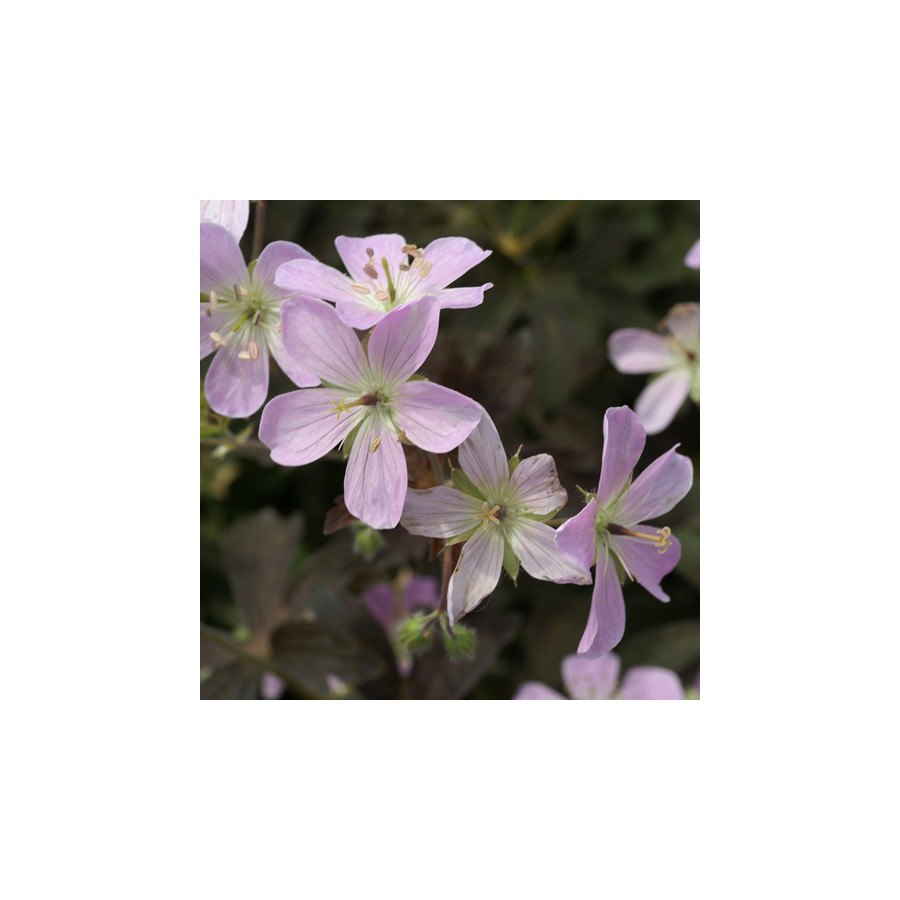 plantes-vivaces-geranium-maculatum-espresso-geranium-vivace-en-vente-bec-de-grue-en-vente-pepiniere-lepage-