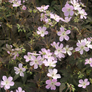 plantes-vivaces-geranium-maculatum-espresso-geranium-vivace-en-vente-bec-de-grue-en-vente-pepiniere-lepage-