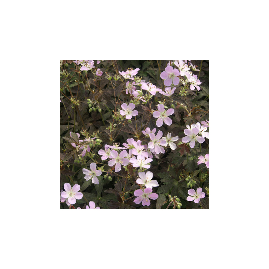 plantes-vivaces-geranium-maculatum-espresso-geranium-vivace-en-vente-bec-de-grue-en-vente-pepiniere-lepage-
