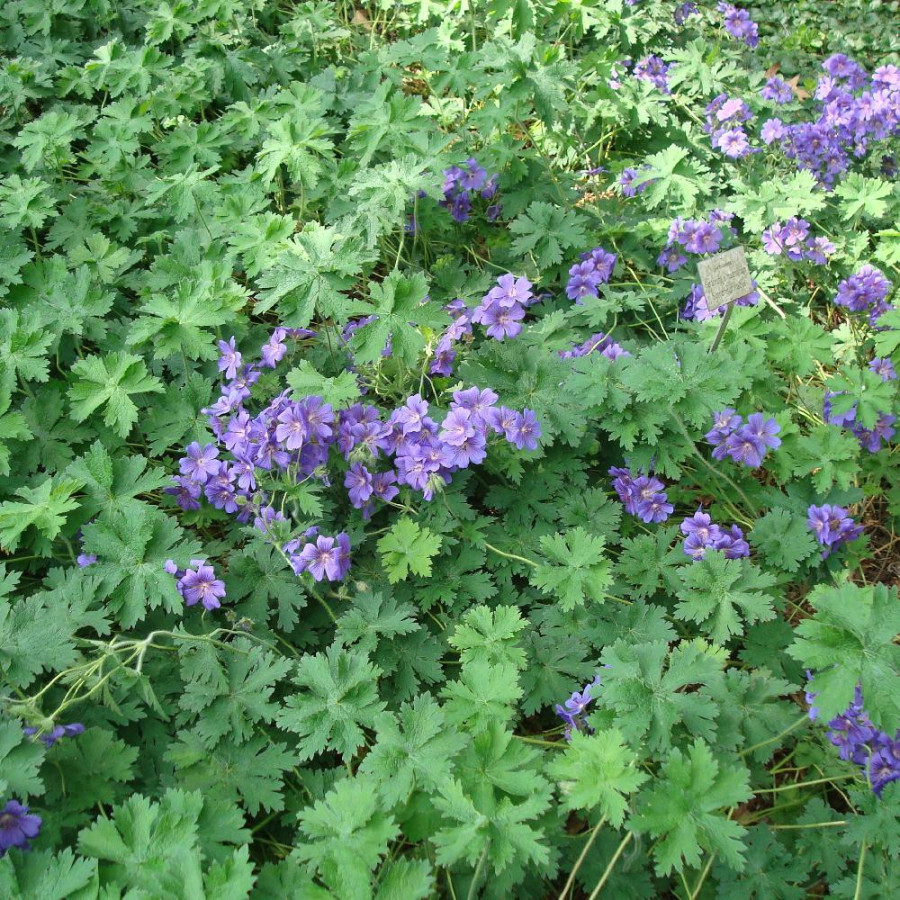 Plantes Vivaces GERANIUM magnificum 'Rosemoor' en vente - Pépinière Lepage .
