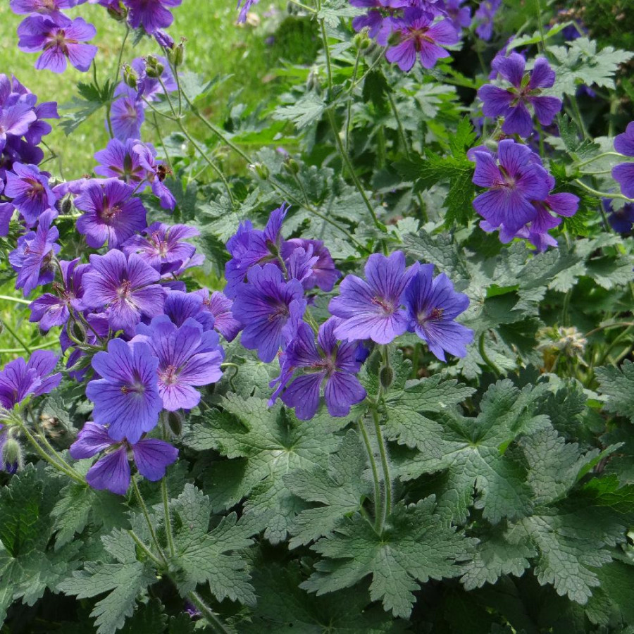 Plantes Vivaces GERANIUM magnificum 'Rosemoor' en vente - Pépinière Lepage .