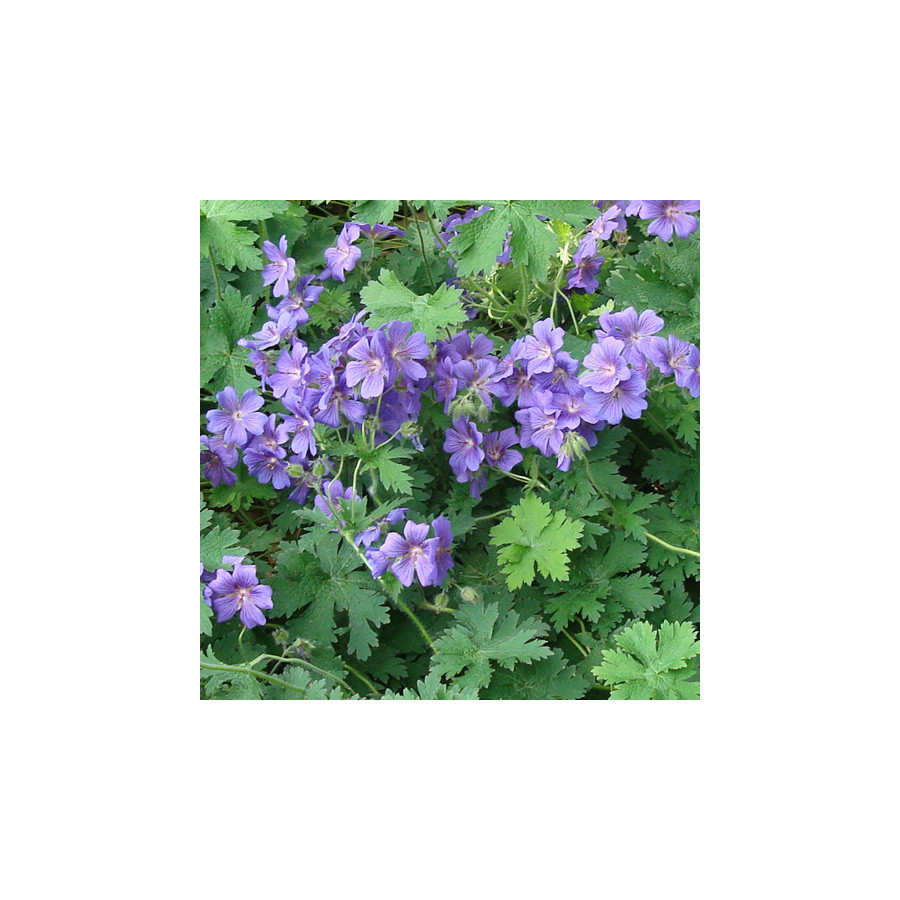 Plantes Vivaces GERANIUM magnificum (platypetalum) - Géranium vivace en vente - Bec de Grue en vente - Pépinière Lepage .
