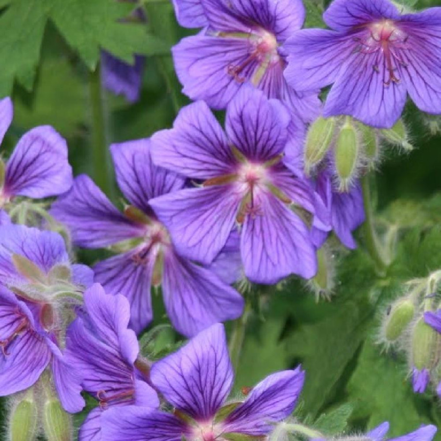 Plantes Vivaces GERANIUM magnificum (platypetalum) - Géranium vivace en vente - Bec de Grue en vente - Pépinière Lepage .