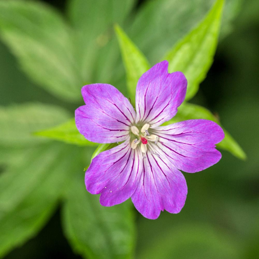 Plantes Vivaces GERANIUM nodosum - Géranium noueux en vente - Géranium vivace en vente - Pépinière Lepage .