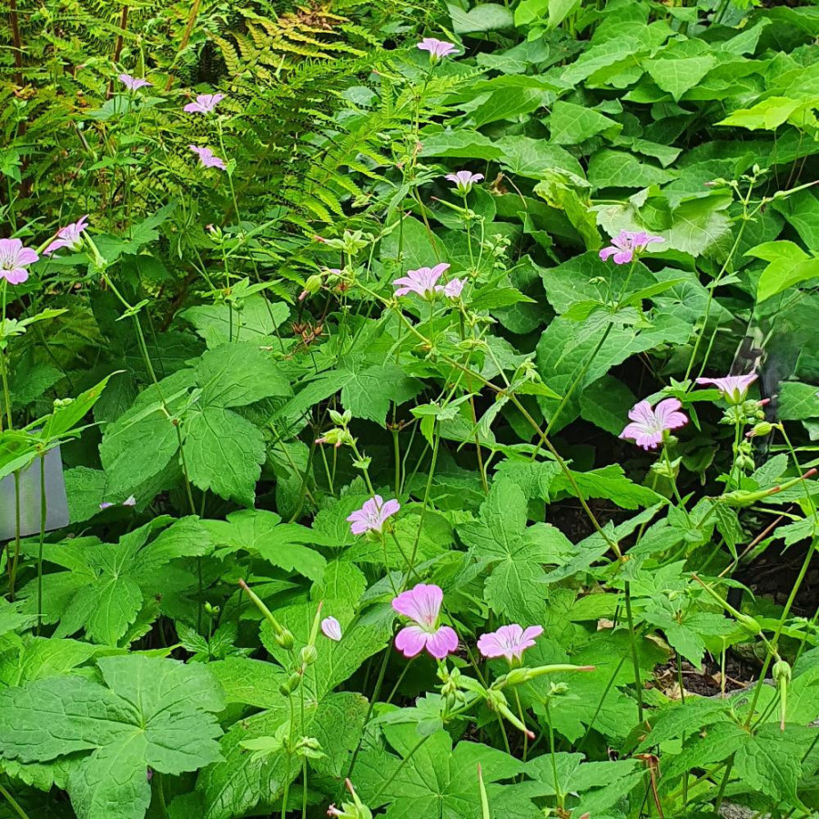 Plantes Vivaces GERANIUM nodosum - Géranium noueux en vente - Géranium vivace en vente - Pépinière Lepage .