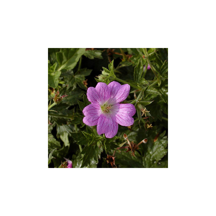 Plantes Vivaces GERANIUM oxonianum 'Claridge Druce' - Géranium vivace en vente - Bec de Grue en vente - Pépinière Lepage .