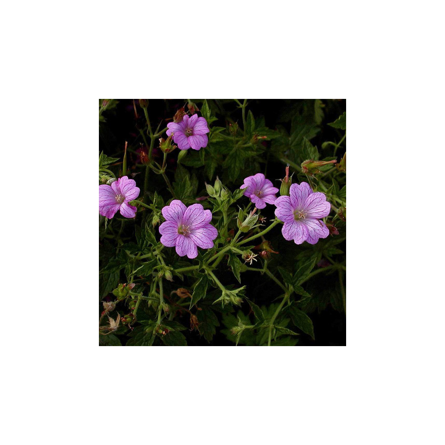 Plantes Vivaces GERANIUM oxonianum 'Claridge Druce' - Géranium vivace en vente - Bec de Grue en vente - Pépinière Lepage .