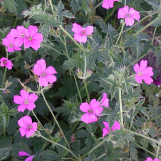 Plantes Vivaces GERANIUM oxonianum 'Claridge Druce' - Géranium vivace en vente - Bec de Grue en vente - Pépinière Lepage .