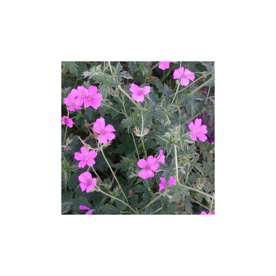 Plantes Vivaces GERANIUM oxonianum 'Claridge Druce' - Géranium vivace en vente - Bec de Grue en vente - Pépinière Lepage .