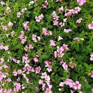 plantes-vivaces-geranium-oxonianum-lepage-geranium-vivace-en-vente-bec-de-grue-en-vente-pepiniere-lepage-