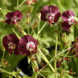 plantes-vivaces-geranium-phaeum-geranium-vivace-en-vente-bec-de-grue-en-vente-pepiniere-lepage-
