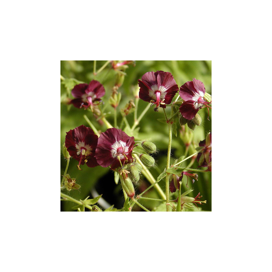 Plantes Vivaces GERANIUM phaeum - Géranium vivace en vente - Bec de Grue en vente - Pépinière Lepage .