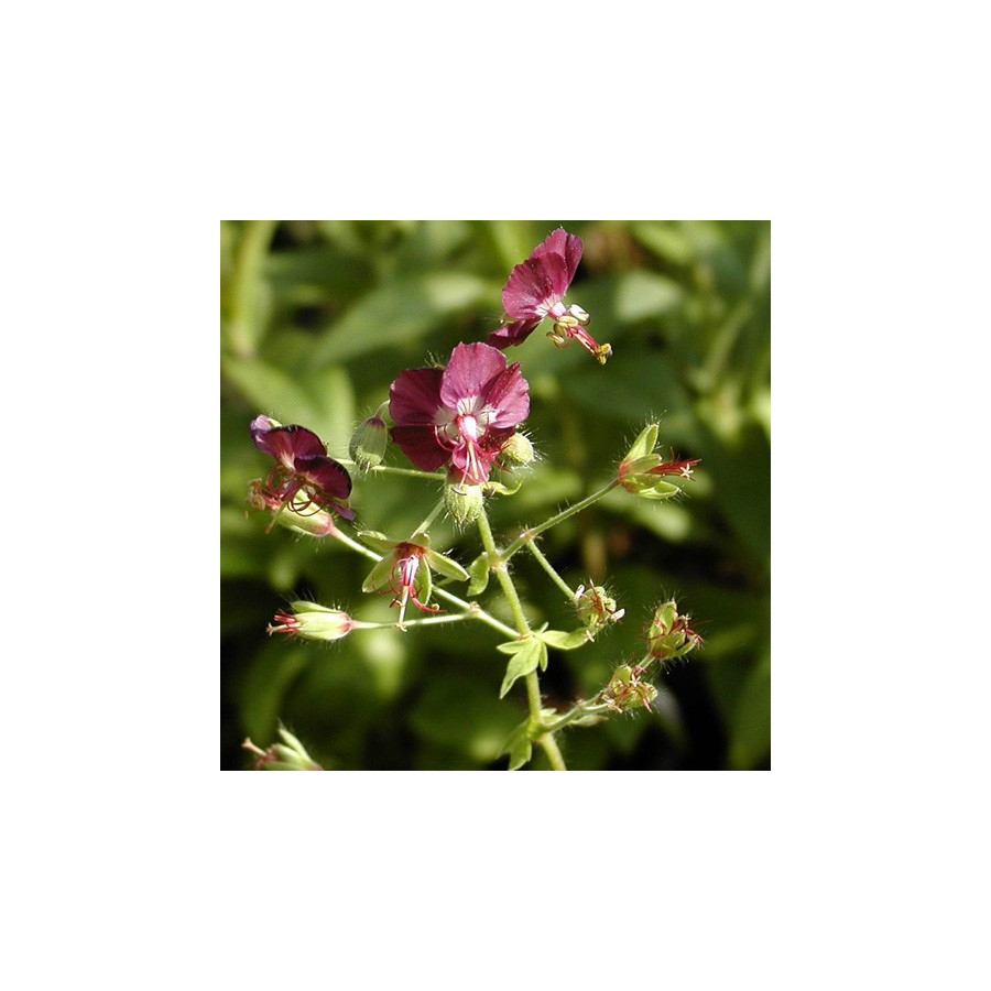Plantes Vivaces GERANIUM phaeum - Géranium vivace en vente - Bec de Grue en vente - Pépinière Lepage .