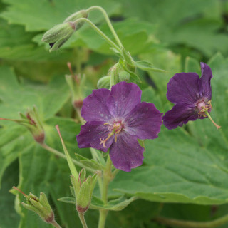 Plantes Vivaces GERANIUM phaeum - Géranium vivace en vente - Bec de Grue en vente - Pépinière Lepage .