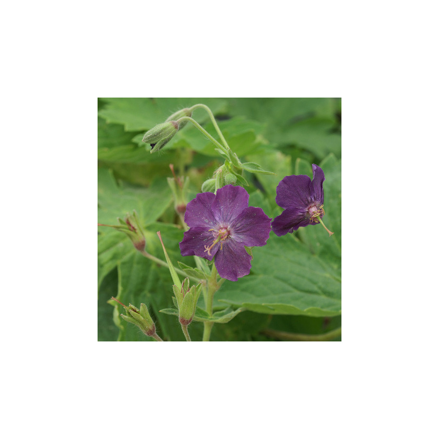 Plantes Vivaces GERANIUM phaeum - Géranium vivace en vente - Bec de Grue en vente - Pépinière Lepage .