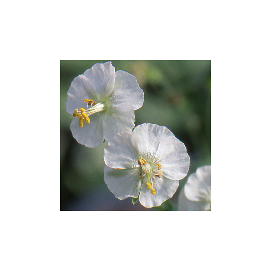 Plantes Vivaces GERANIUM phaeum 'Album' - Géranium vivace en vente - Bec de Grue en vente - Pépinière Lepage .