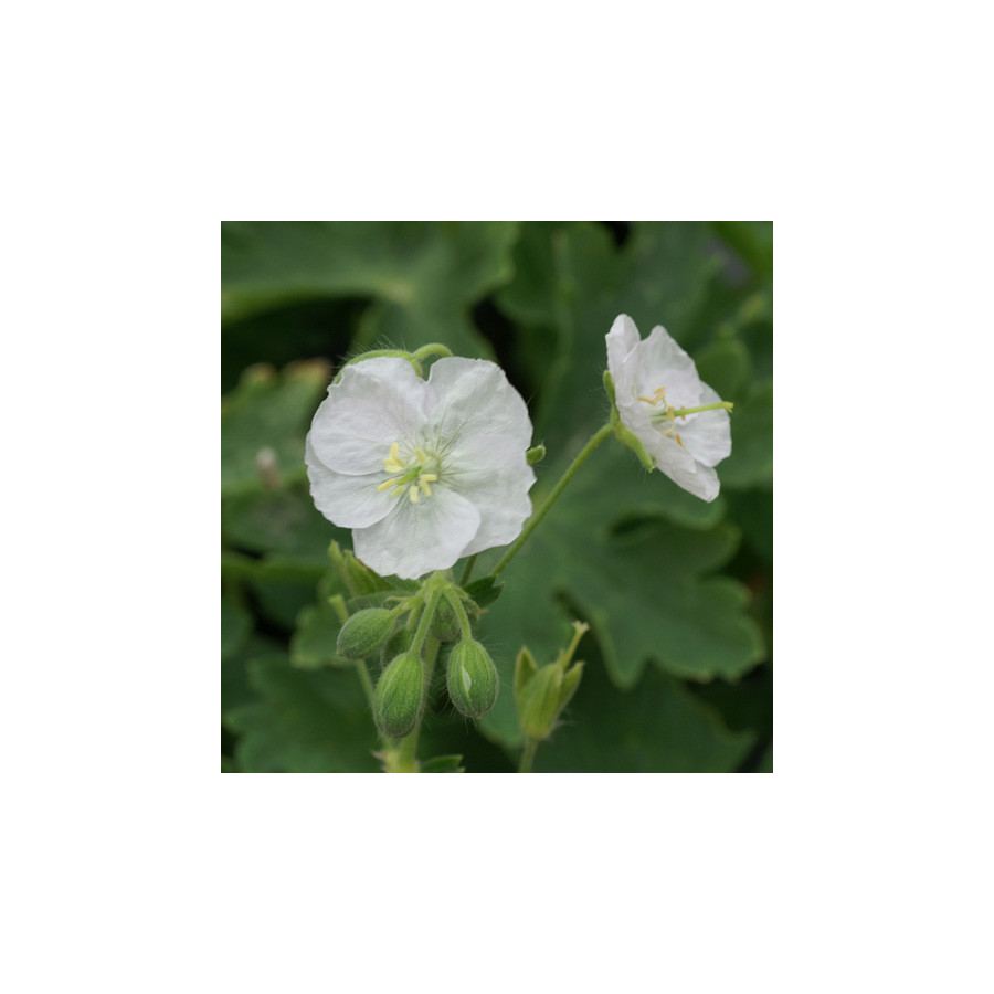 Plantes Vivaces GERANIUM phaeum 'Album' - Géranium vivace en vente - Bec de Grue en vente - Pépinière Lepage .