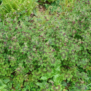 plantes-vivaces-geranium-phaeum-samobor-geranium-vivace-en-vente-bec-de-grue-en-vente-pepiniere-lepage-