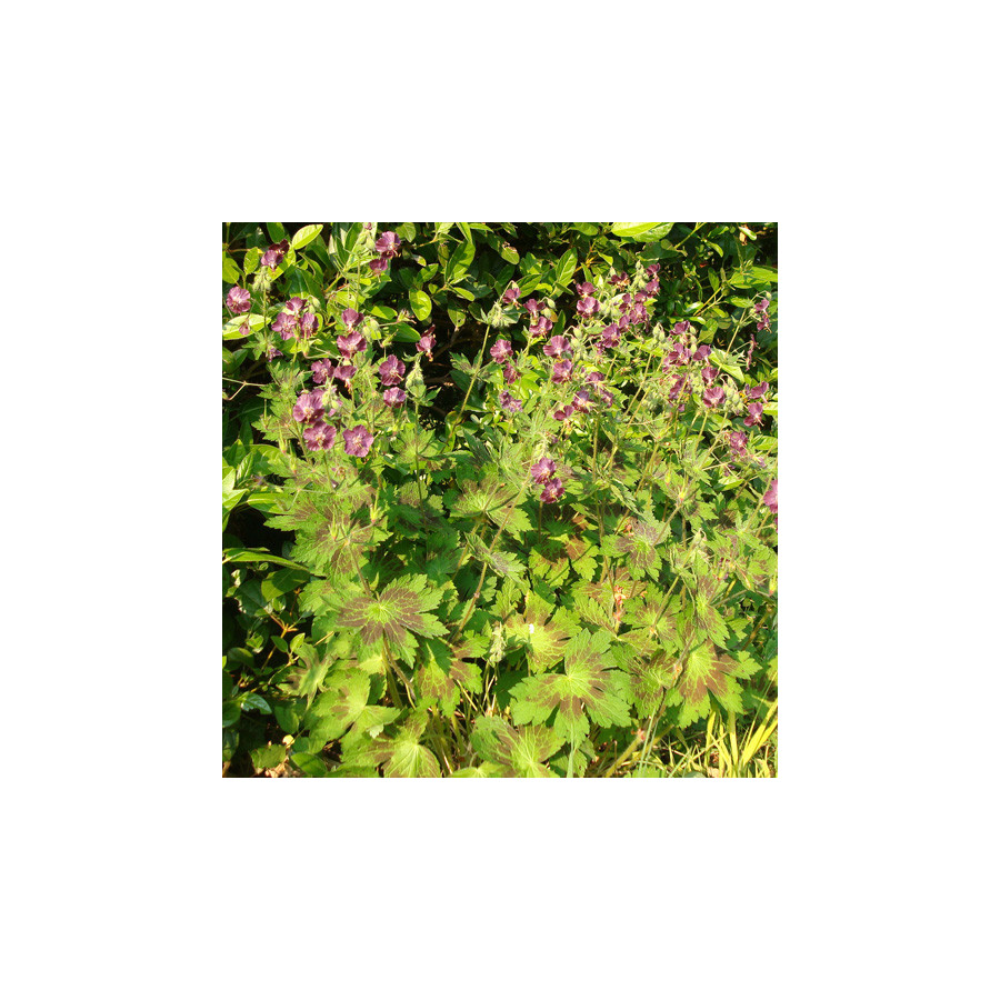 Plantes Vivaces GERANIUM phaeum 'Samobor' - Géranium vivace en vente - Bec de Grue en vente - Pépinière Lepage .