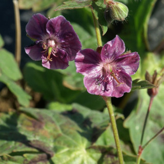 Plantes Vivaces GERANIUM phaeum 'Samobor' - Géranium vivace en vente - Bec de Grue en vente - Pépinière Lepage .