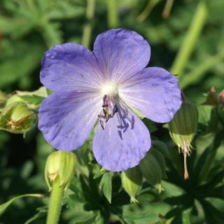 plantes-vivaces-geranium-pratense-geranium-des-pres-en-vente-geranium-vivace-en-vente-pepiniere-lepage-