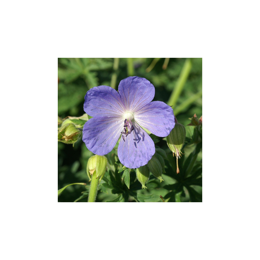 Plantes Vivaces GERANIUM pratense - Géranium des prés en vente - Géranium vivace en vente - Pépinière Lepage .