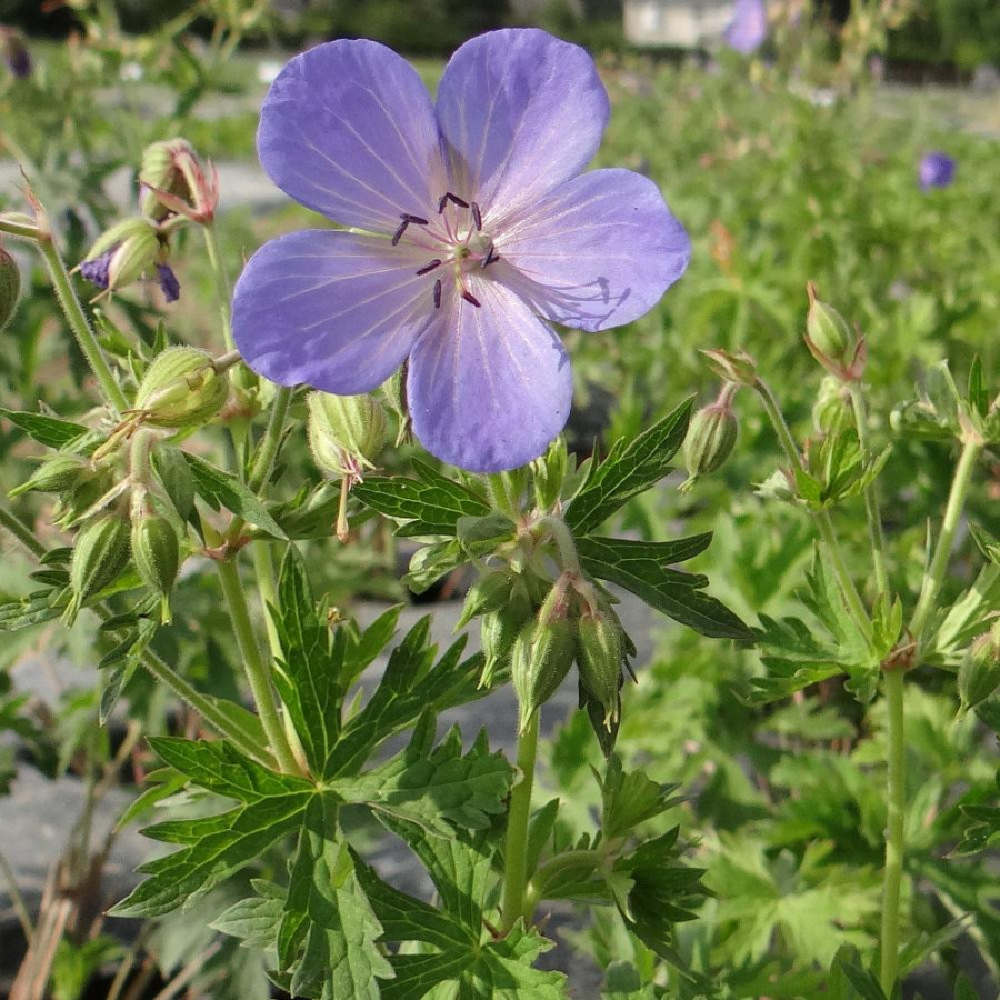 Plantes Vivaces GERANIUM pratense - Géranium des prés en vente - Géranium vivace en vente - Pépinière Lepage .