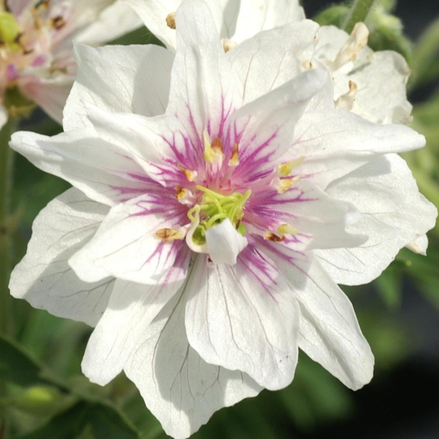 Plantes Vivaces GERANIUM pratense 'Algera Double' - Géranium des prés en vente - Géranium vivace en vente - Pépinière Lepage .