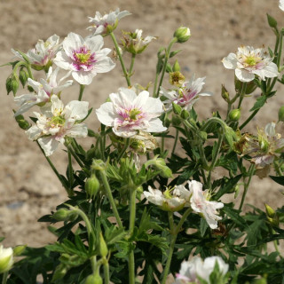 Plantes Vivaces GERANIUM pratense 'Algera Double' - Géranium des prés en vente - Géranium vivace en vente - Pépinière Lepage .