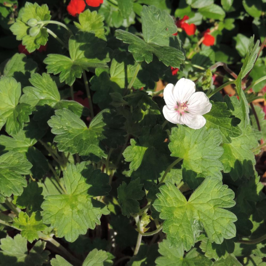 GERANIUM pratense 'Else Lacey'